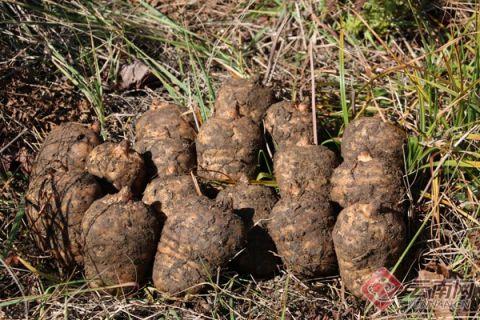 云南昭通高原特色產(chǎn)業(yè)高質量發(fā)展 推動農(nóng)業(yè)大市向農(nóng)業(yè)強市轉變