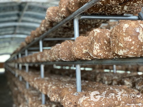 多彩貴州網(wǎng) 赫章縣河鎮(zhèn)鄉(xiāng) 小香菇大產(chǎn)業(yè) 帶領農(nóng)民走出脫貧致富新路子