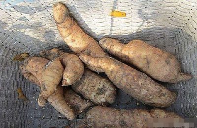 農民挖天麻意外得寶，野生靈芝價值連城