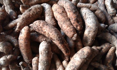 天麻 珍貴藥材的神奇功效與用途